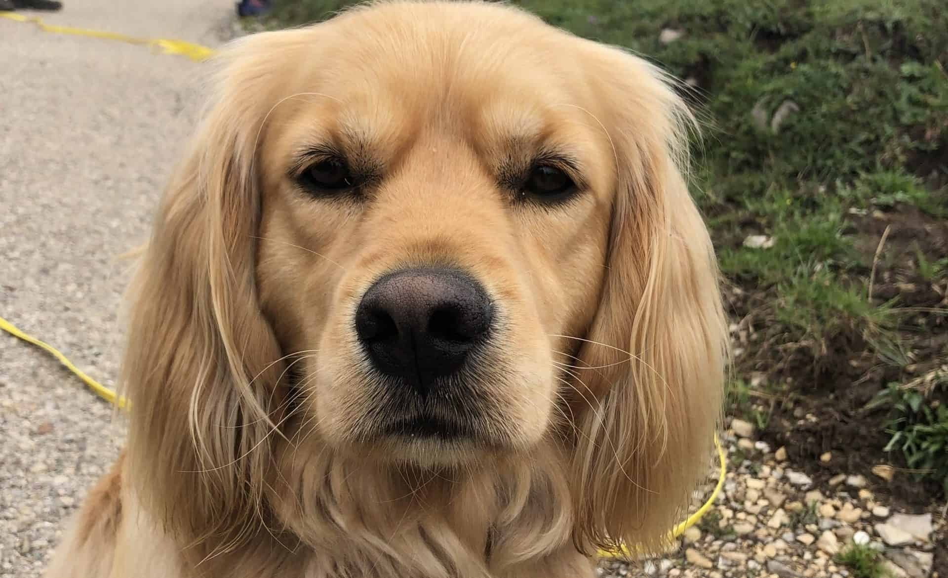 Ferienwohnung mit Hund
